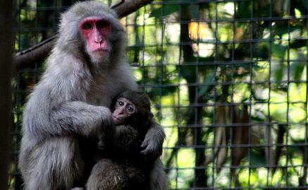 Morena busca desaparecer los zoológicos en la CDMX