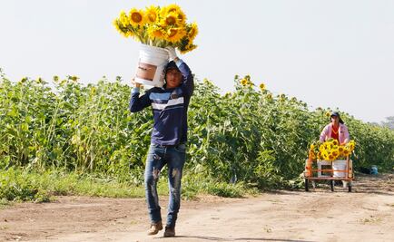Santuario de los girasoles, industria atractiva