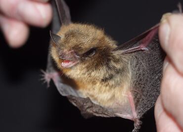 Murciélagos, "aliados" por controlar enfermedades