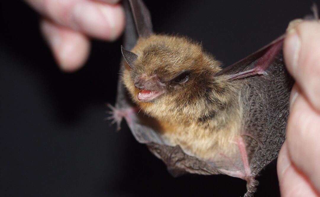 "Que los murciélagos sean reservorios de gran cantidad de virus, no implica que sean fácil de transmitir a los humanos", señaló el especialista. Foto: archivo