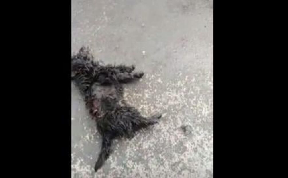 Usa a su perro para amedrentrar vecinos y mascotas; la llaman #LadyPitbull