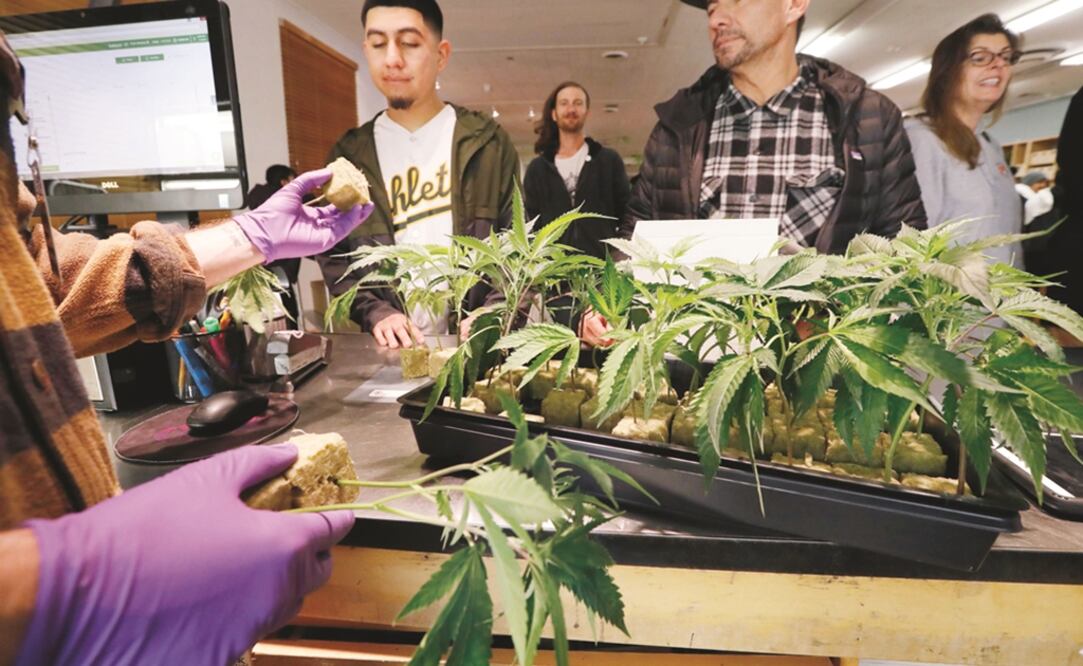 El sueldo para carreras u oficios en la industria de la marihuana varia según las extensiones de siembra de entre 88 mil a 250 mil dólares. Foto: Archivo EL UNIVERSAL 