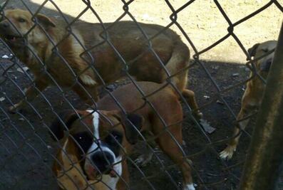 Suspenden sacrificio de perros callejeros en el Edomex