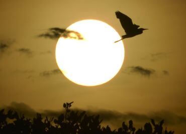 Los eclipses y las extrañas reacciones que provocan en los animales