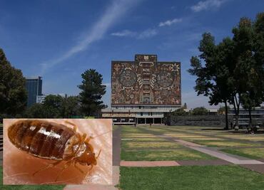 Convocan estudiantes de la UNAM a asamblea para tratar plaga de chinches