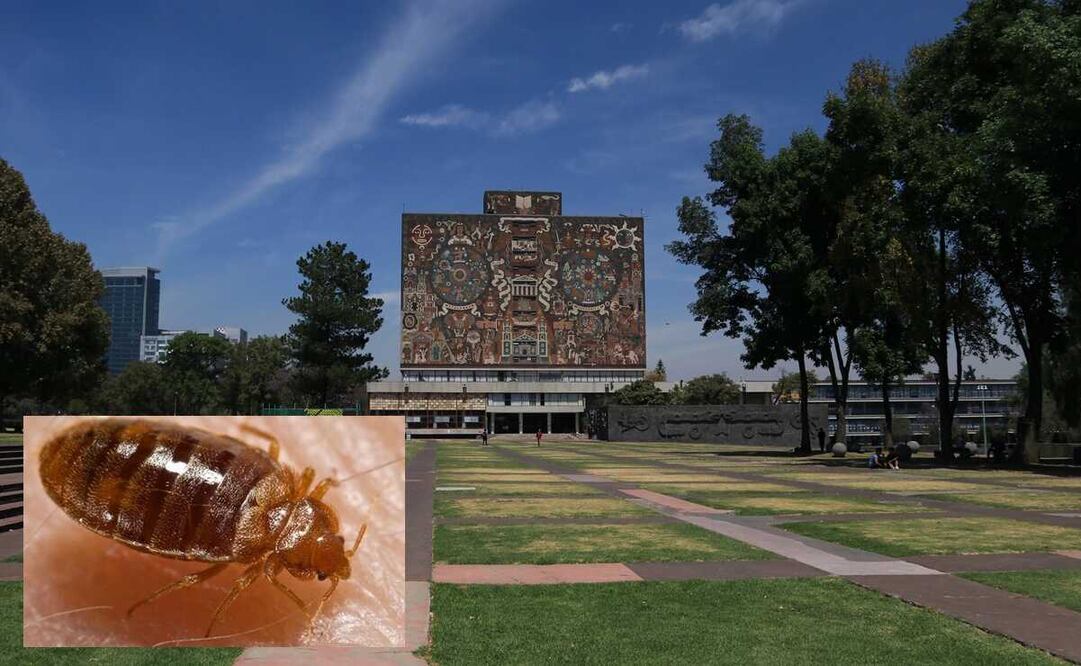Los estudiantes de diversas facultades señalaron que se llevarán a cabo votaciones y acuerdos. Foto: EL UNIVERSAL
