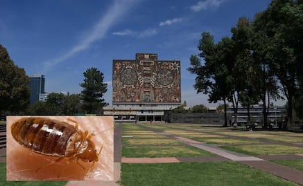 Convocan estudiantes de la UNAM a asamblea para tratar plaga de chinches