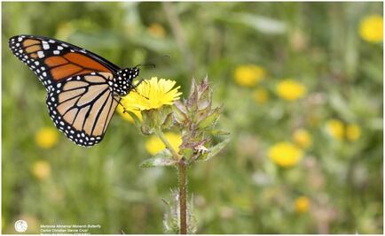 México, entre países que presentaron planes de acción de biodiversidad en el COP-16; Alicia Bárcena encabeza delegación