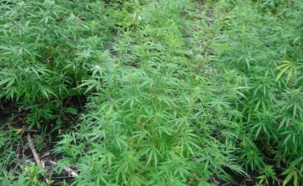 Destruyen plantío de mariguana en Michoacán