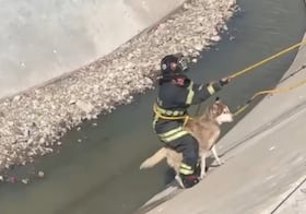 Bomberos y elementos de Protección Civil de Naucalpan rescatan a perrito; cayó en canal de aguas negras