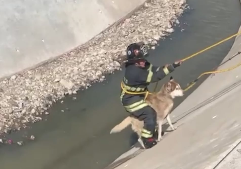 Autoridades municipales de Naucalpan rescataron a un perro en un canal de aguas negras. Foto: Especial