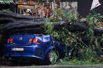 Temporada de lluvias 2024: ¿Por qué se han caído tantos árboles en CDMX? Esta es la explicación