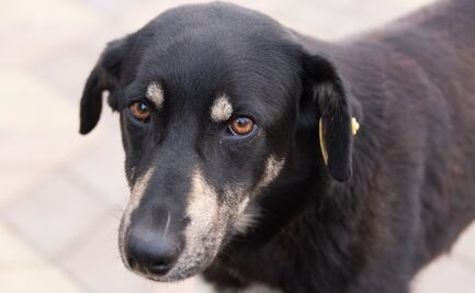 Festival con causa por el Día Internacional del Perro sin Raza
