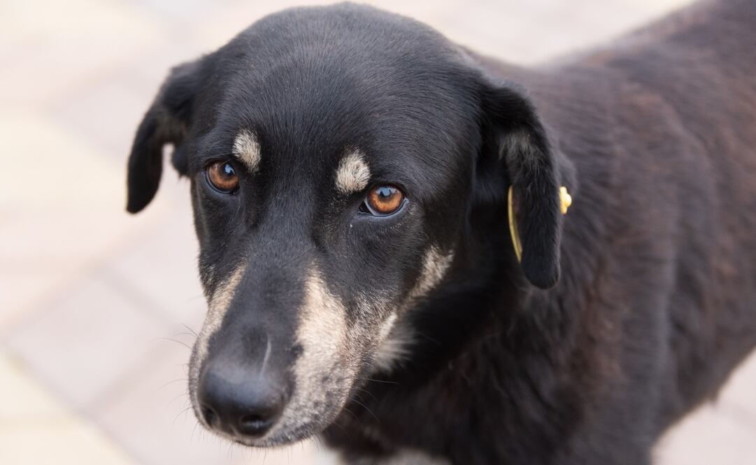 Para muchos, los perros son parte de la familia. Imagen: Unsplash