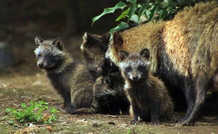 Nacen 9 perros mapache en Chapultepec