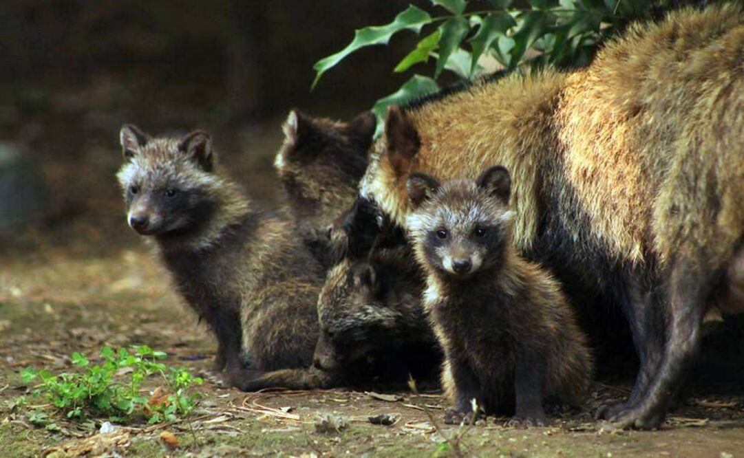 (Foto: @tmullergarcia)