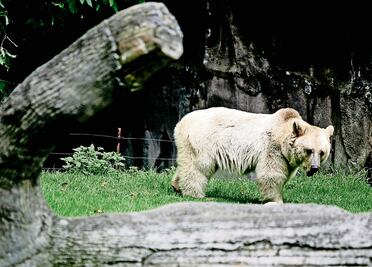 Empleada de safari en Japón muere atacada por un oso