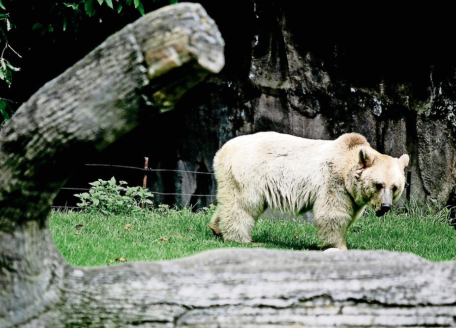 (Foto: Archivo/EL UNIVERSAL)