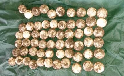 Aseguran 61 huevos de tortuga golfina en Chiapas