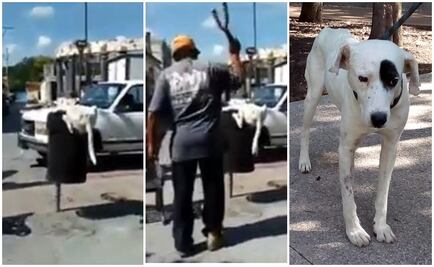 Sujeto le corta la cola a perro que buscaba comida en Puebla