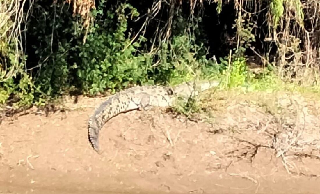 Avistamiento de cocodrilo en Sinaloa. Foto: Javier Cabrera Martínez
