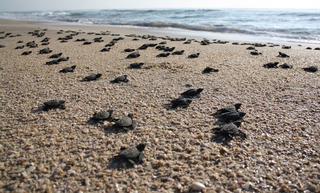 Foto: Archivo/EL UNIVERSAL