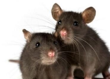 Nueva York probará una píldora anticonceptiva para ratas