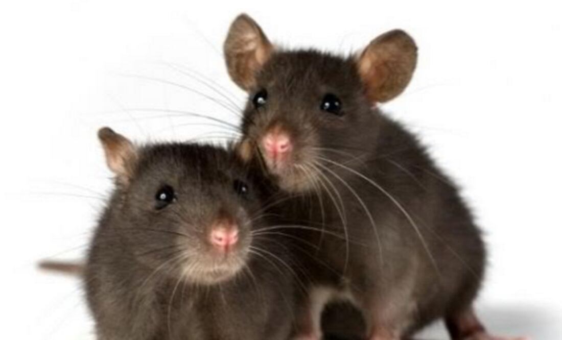 (FOTO: Archivo/EL UNIVERSAL)