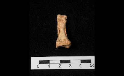 Confirman la antigüedad del Homo antecessor