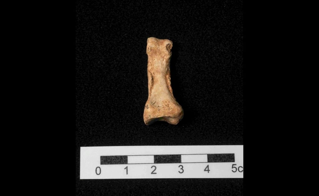 En la foto hueso de un meñique de homo antecessor de mas de 1.200.000 años hallado en la Sima del Elefante. EFE/Jordi Mestre, archivo
