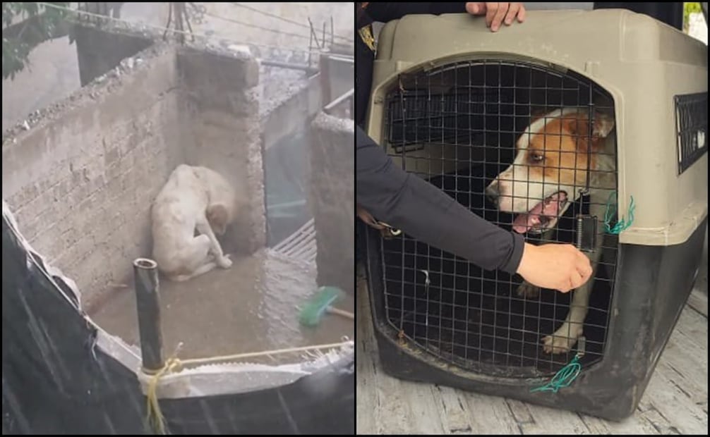 La denuncia y el rescate de perros abandonados en azoteas se ha vuelto más frecuente en Latinoamérica en años recientes, sin embargo, el problema sigue latiendo en muchas ciudades. Fotos: Especiales