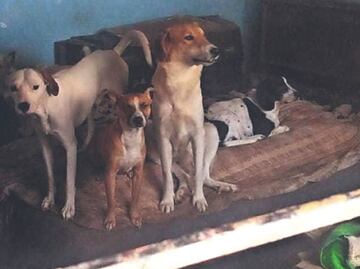 Detienen a 2 sujetos que por 10 años criaban perritos y los vendían en tacos en Tultitlán