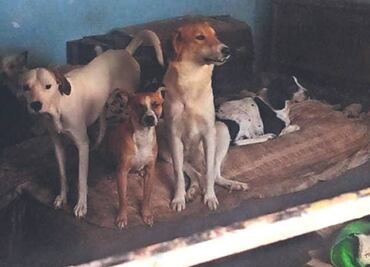 Detienen a 2 sujetos que por 10 años criaban perritos y los vendían en tacos en Tultitlán