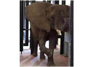 Elefanta Ely tiene buen estado de salud, reporta Profepa