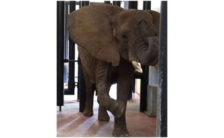 Elefanta Ely tiene buen estado de salud, reporta Profepa