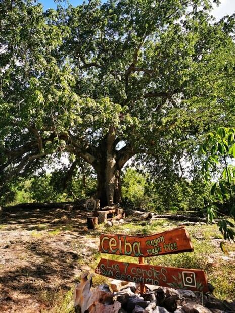 Cenotes en Yucatán: sigue esta ruta casi secreta