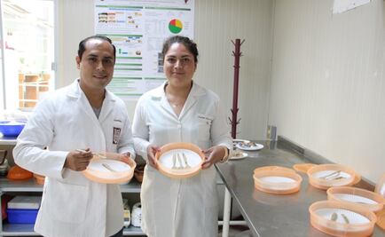 Científicos mexicanos crean cubiertos comestibles altamente nutritivos