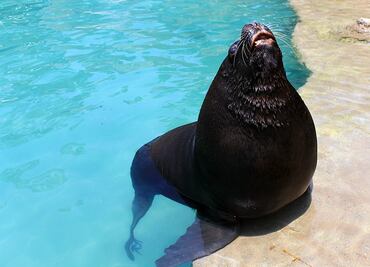 Muere el lobo marino Marte durante cirugía