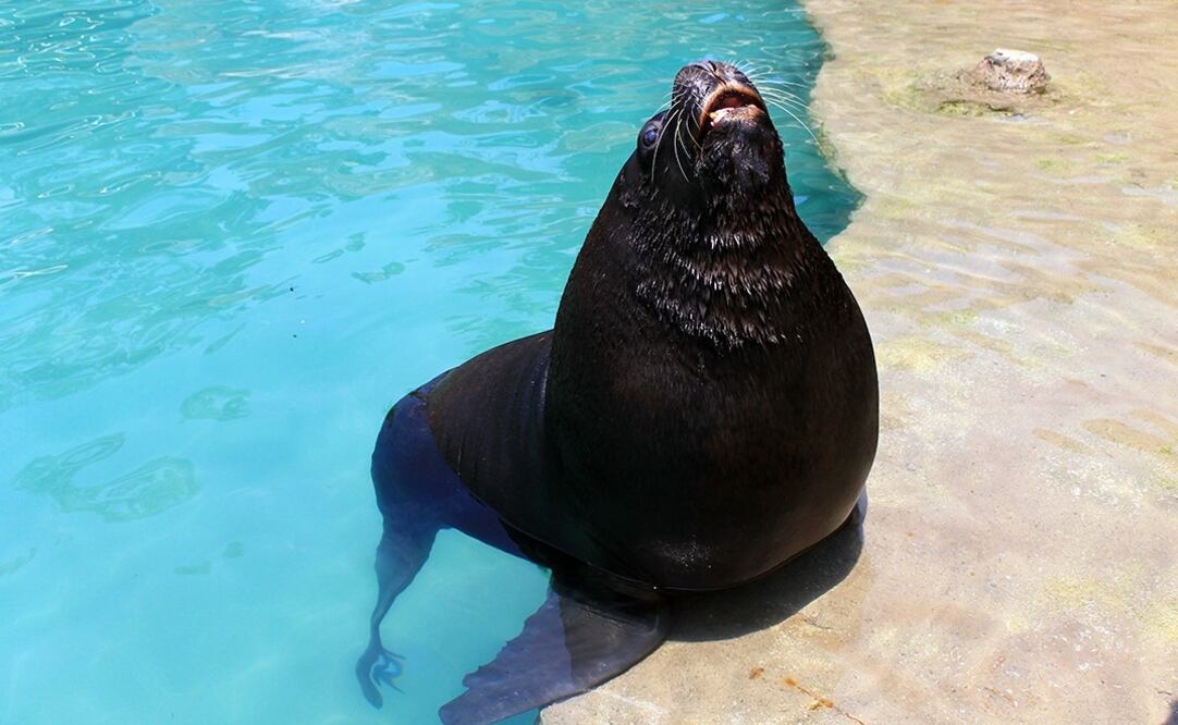 Foto: Especial Sedema