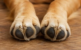 ¿Por qué las patitas de perro huelen a frituras? Te contamos la razón de su peculiar olor