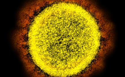 Covid-19: Bloquean la puerta del coronavirus a los humanos con un inhibidor