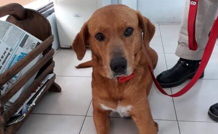 Familia en Argentina devuelve a perro por tomar comida de la mesa