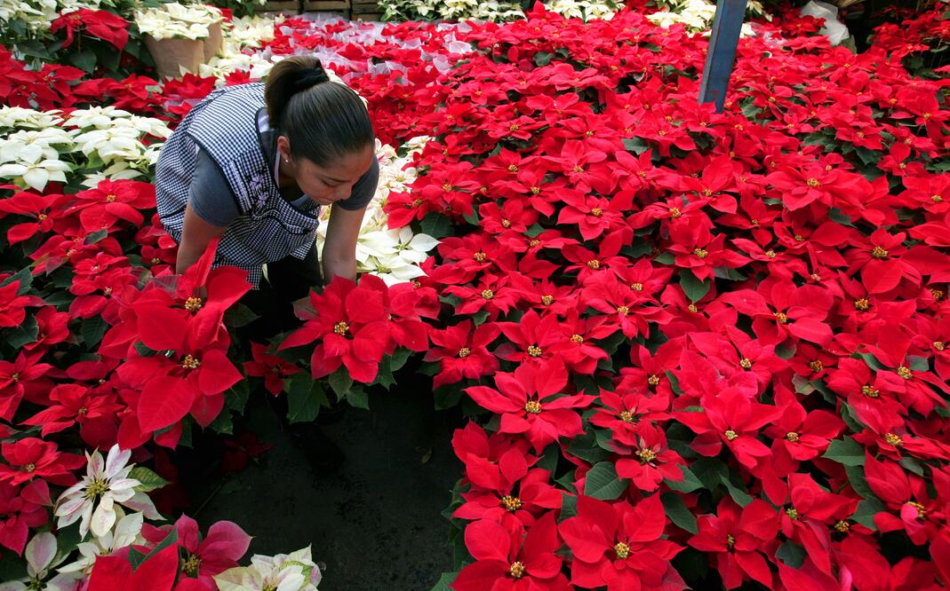En Acapantzingo, encuentras macetas desde 20 pesos, con flores rojas, blancas o pintas. (Foto: Archivo El Universal)