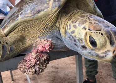 Sea turtles with deadly herpes tumors found in Mexico