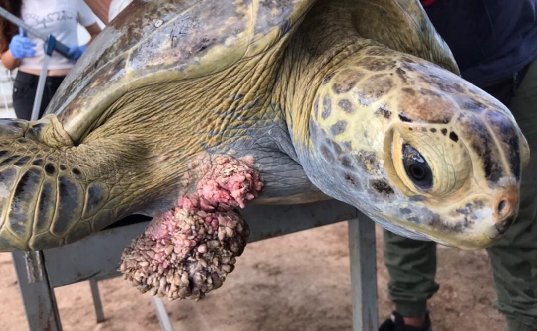 Fibropapilloma is a devastating sea turtle disease – Photo: Courtesy of Alan Zavala Norzagaray