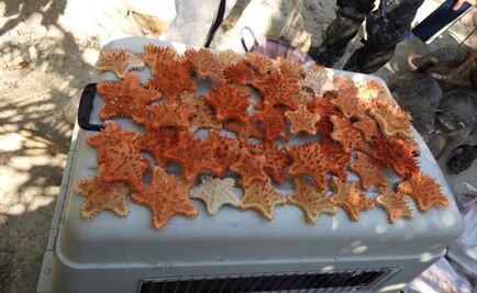 Aseguran en Guerrero 180 ejemplares de vida silvestre