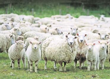 Impulsan productos derivados de la oveja