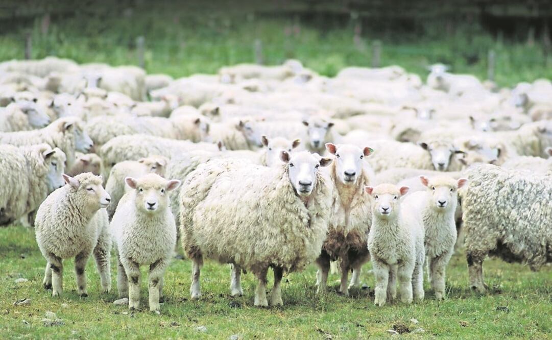 Desde 2011, el inventario nacional de ganado ovino se ha mantenido estable, con más o menos 8 millones de ovejas. (ESPECIAL)