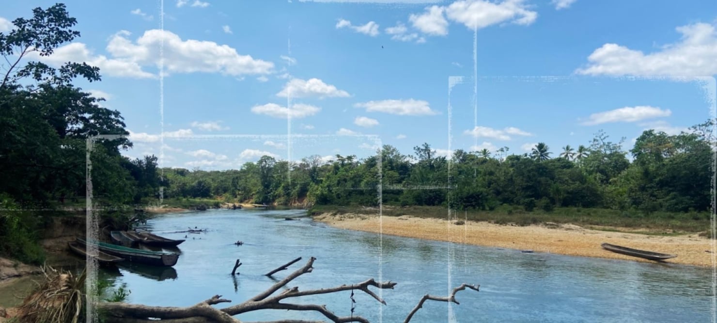 Traficantes de cocaína llevan a cabo apropiaciones de tierras, destruyen los bosques y expulsan o trafican a la vida silvestre en la Moskitia de Honduras. Foto: Bryan Avelar, Juan José Martínez / InSight Crime.