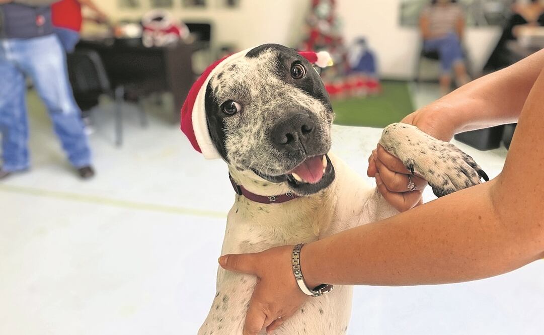 Temo es el director ejecutivo ho-norario del CTC del Metro; llevará las cartas a los Reyes Magos. Foto: ESPECIAL